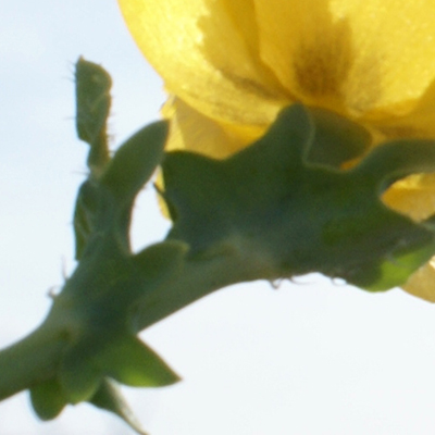 approximate detail of poster at actual size