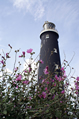lighthouse seen through pink flowers