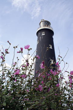 lighthouse seen through pink flowers