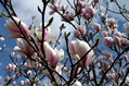 pink tree blossom