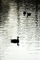 Ducks on rippling canal water