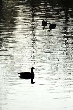 Ducks on rippling canal water