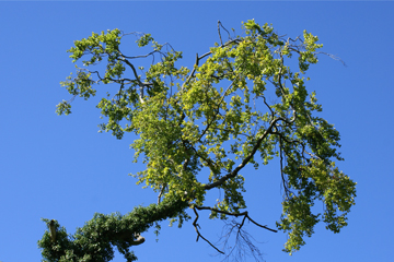 Green tree against a clear blue sky