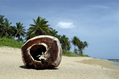 Coconut on a palm-lined beach