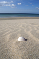 shell on the beach