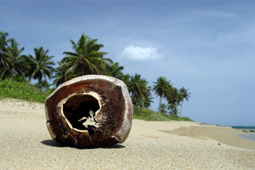 Coconut on a palm-lined beach