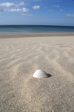 shell on the beach