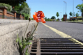 sun-scorched poppy growing in the road
